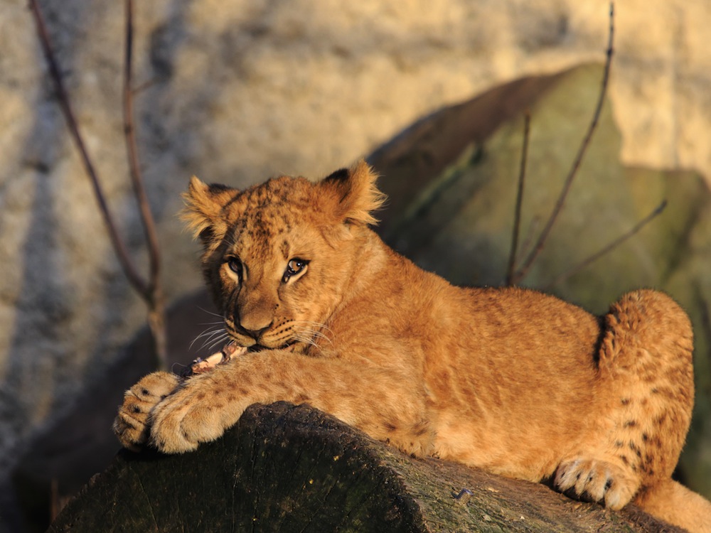 artis zoo amsterdam artis zoo amsterdam