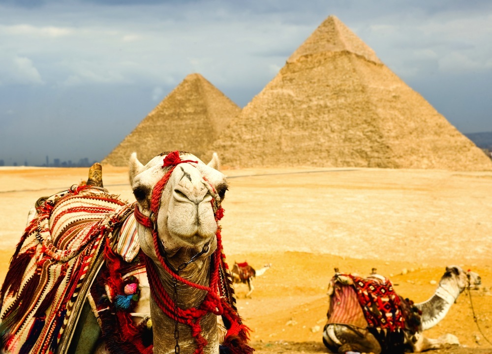Camellos y pirámides en El Cairo