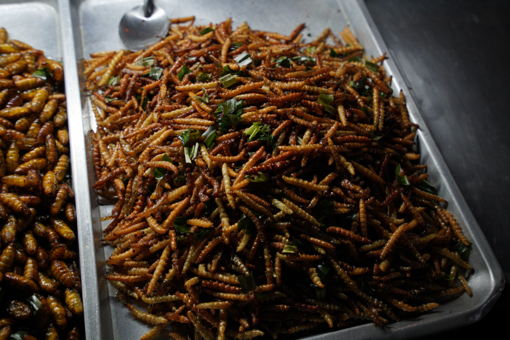 Insectos en el Mercado de Patpong, Bangkok Insectos en el Mercado de Patpong, Bangkok