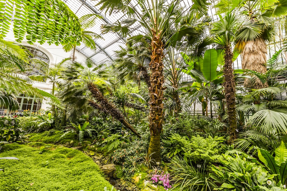 palmengarten jardin