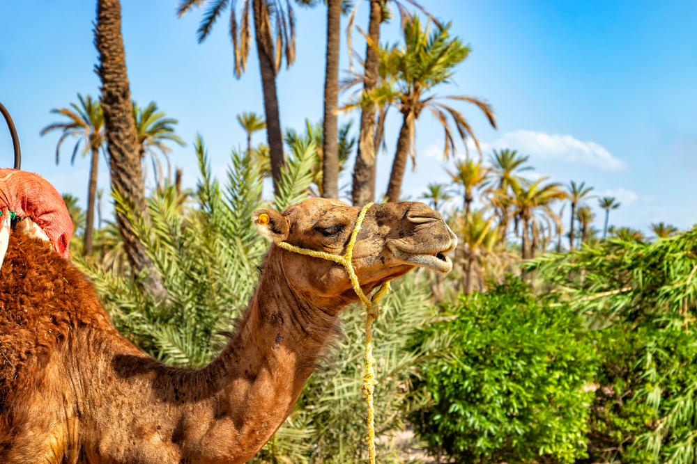 Paseo en camello por el pameral