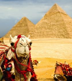 Camellos y pirámides en El Cairo Camellos y pirámides en El Cairo