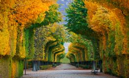Bosques de Viena Bosques de Viena