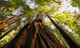 Parque Bosques de Muir (Muirwoods) Parque Bosques de Muir (Muirwoods)