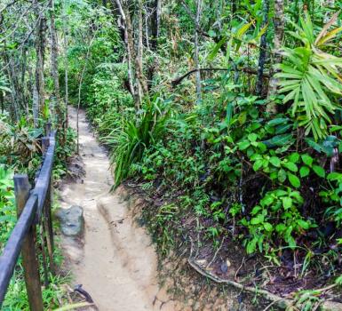Bosque de Tijuca Bosque de Tijuca