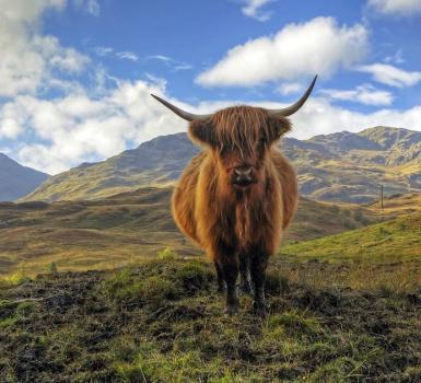 Vaca de las tierras altas, una raza autóctona de las Highlands Vaca de las tierras altas, una raza autóctona de las Highlands