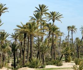 El palmeral en las afueras de Marrakech