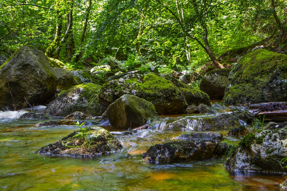 Parque nacional Harz