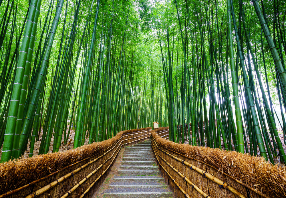 Bosque bambú - Arashiyama
