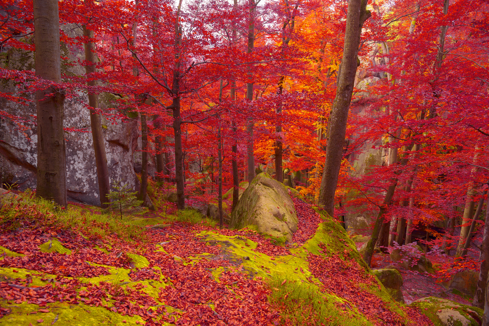 Bosques de Viena