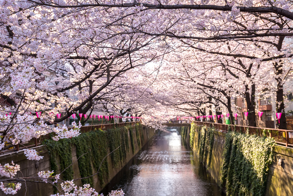 Primavera en Tokio.