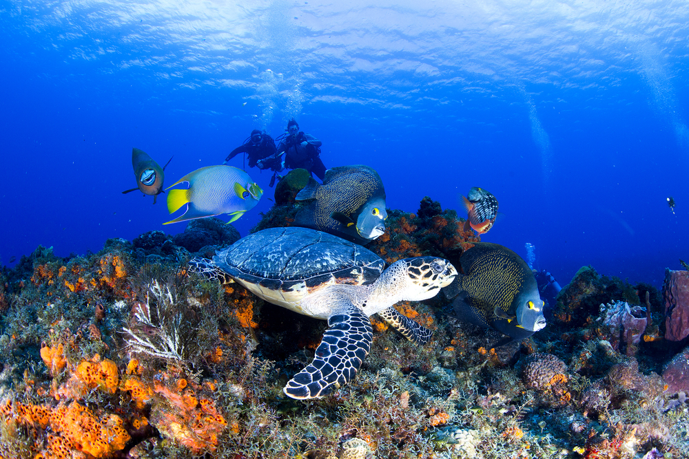 Cozumel - Cancún