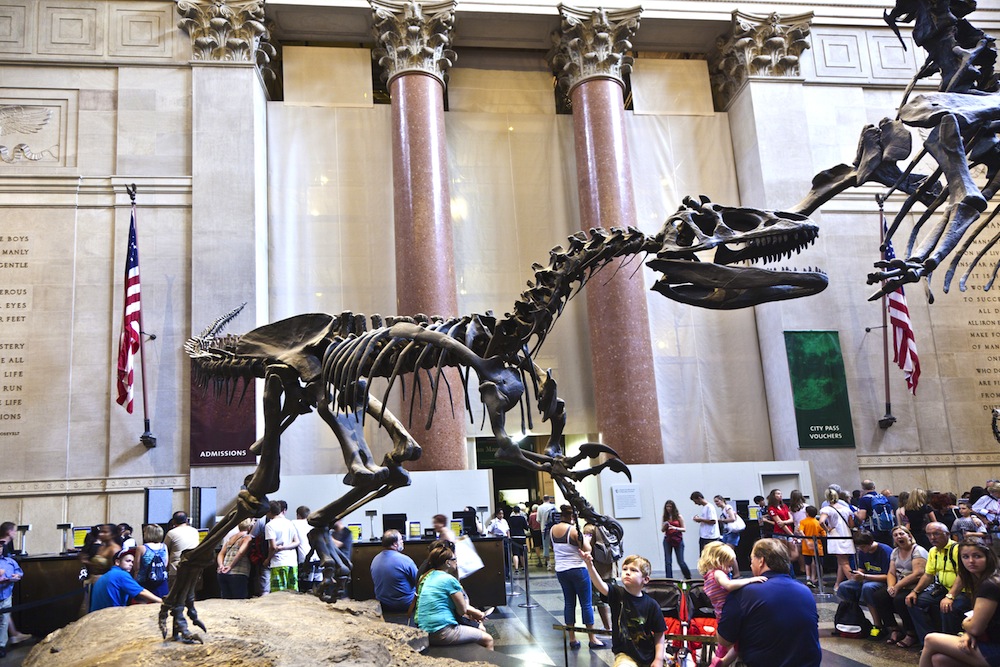 Esqueleto de dinosaurio en el Museo de Historia Natural de NY