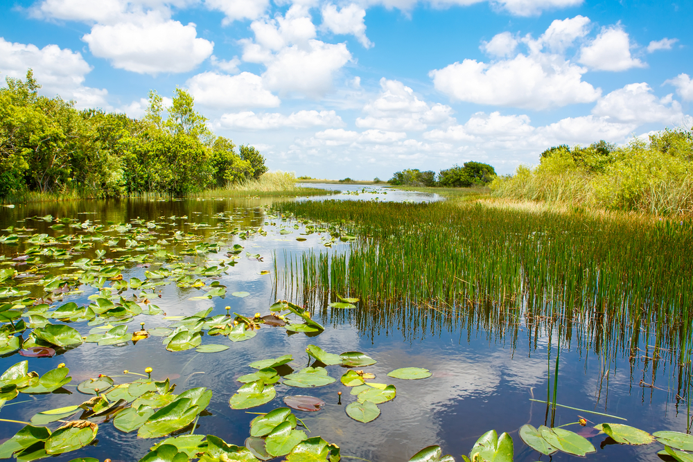 Everglades - Florida