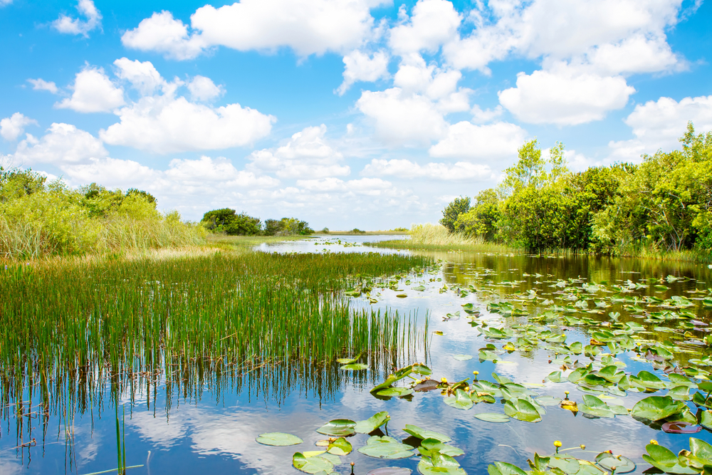 Everglades - Florida