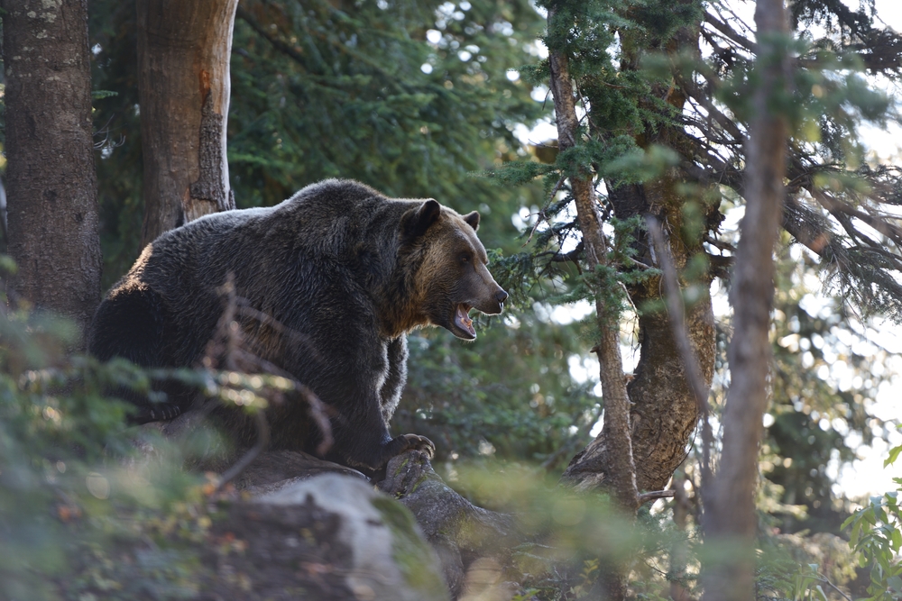 Oso grizzly en Grouse Mountain