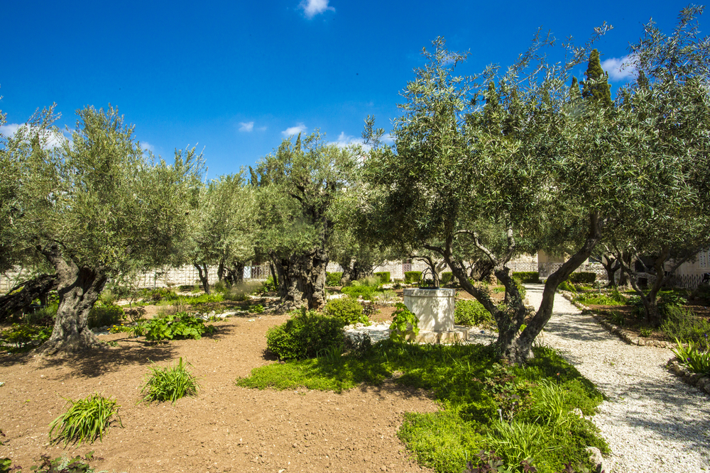Jardín de Getsemaní, en el Monte de los Olivos