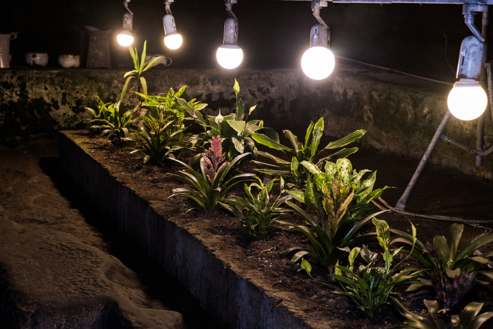 Plantas en un jardín subterráneo debajo de Nápoles
