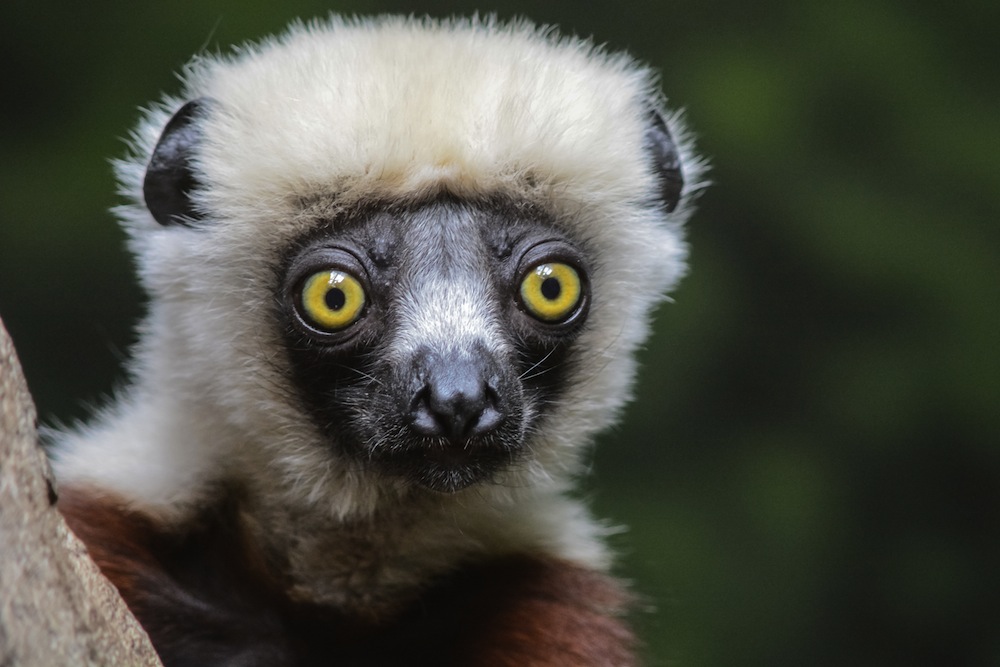 Lemur del zoológico de Nueva York