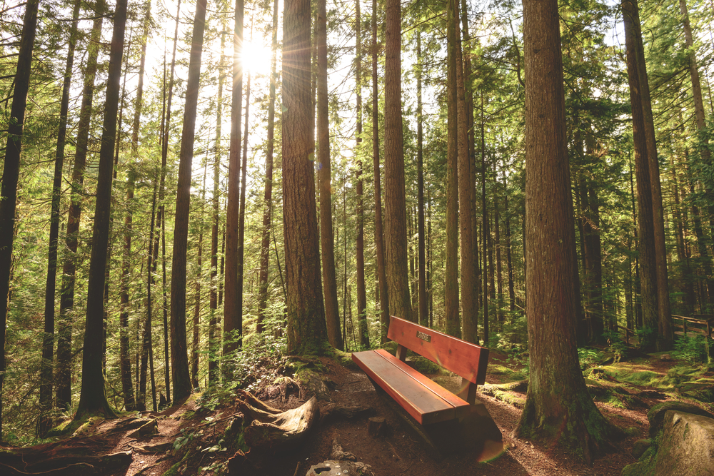 Lynn Canyon park, cerca de Vancouver