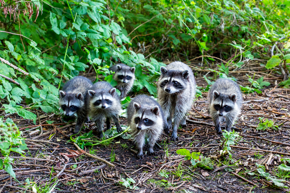 Mapaches en Stanley Park