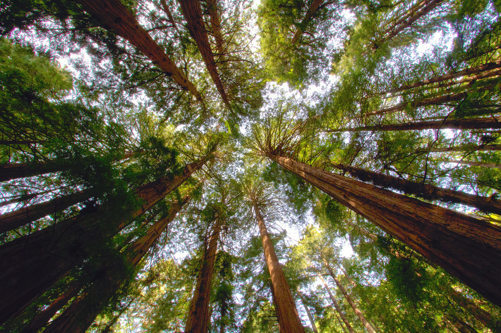 Muir Woods - San Francisco