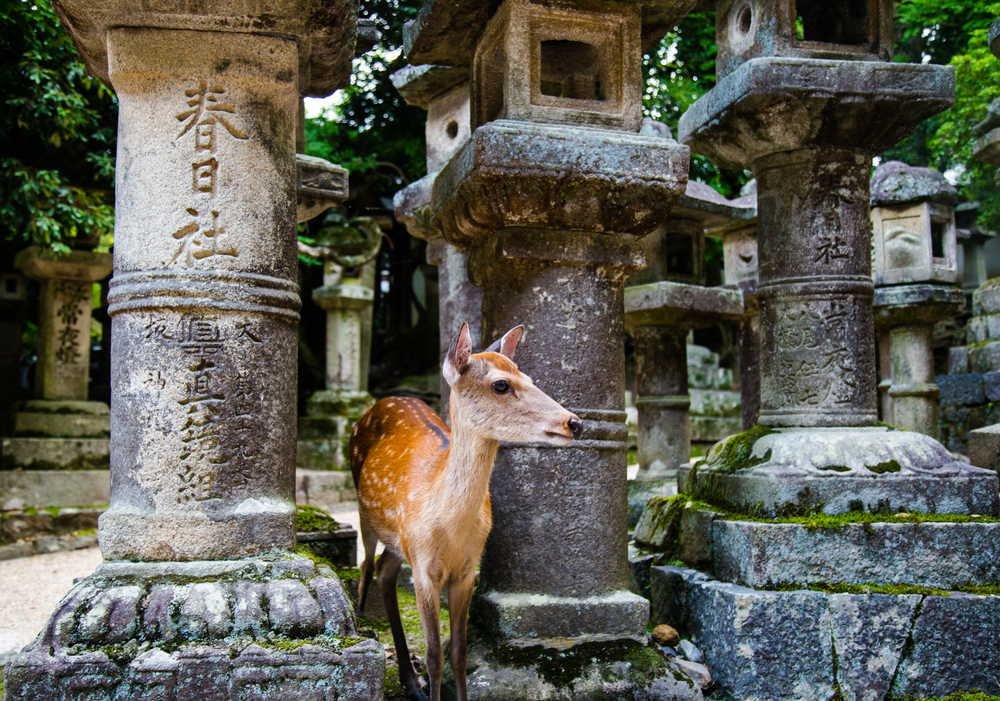 Nara Japón