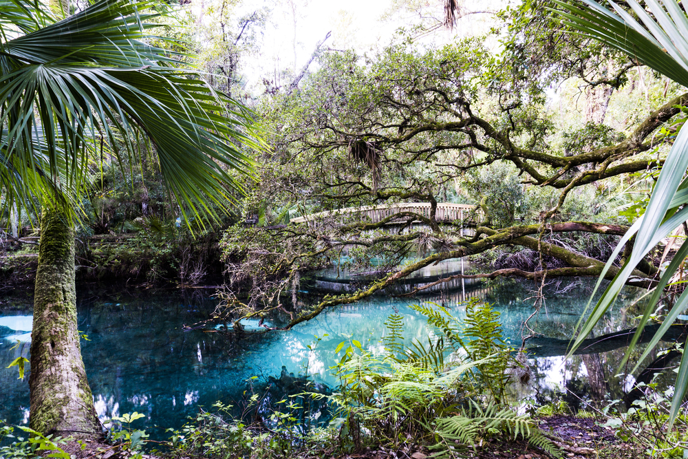 Ocala National Forest