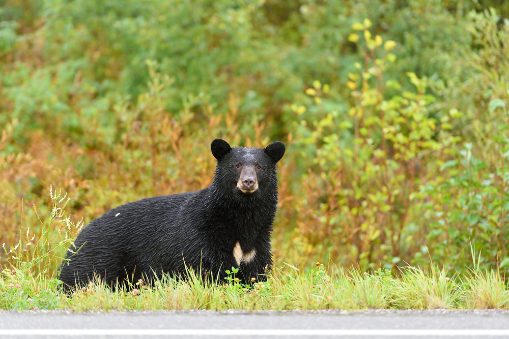 Oso negro en Whistler 