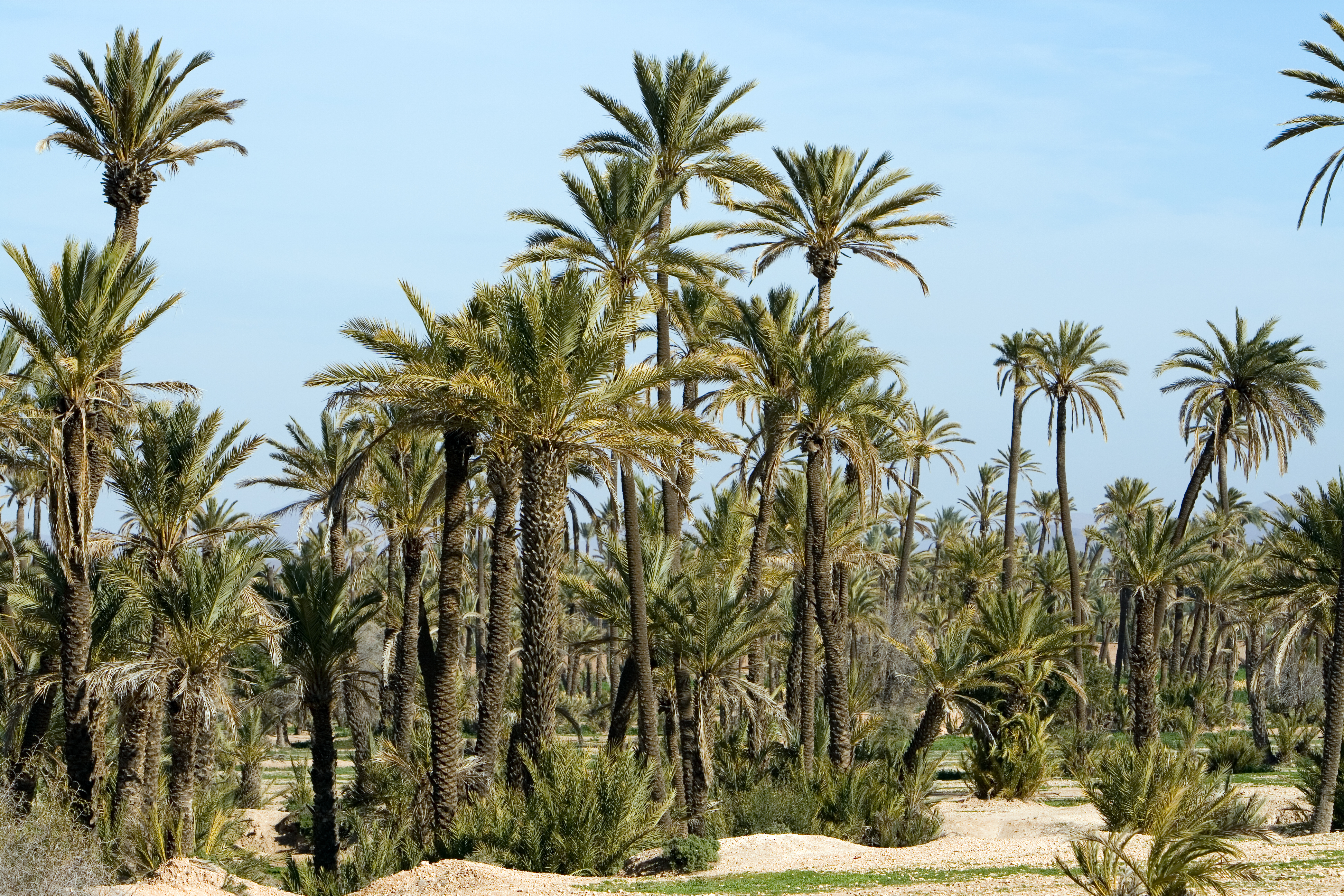 El palmeral en las afueras de Marrakech