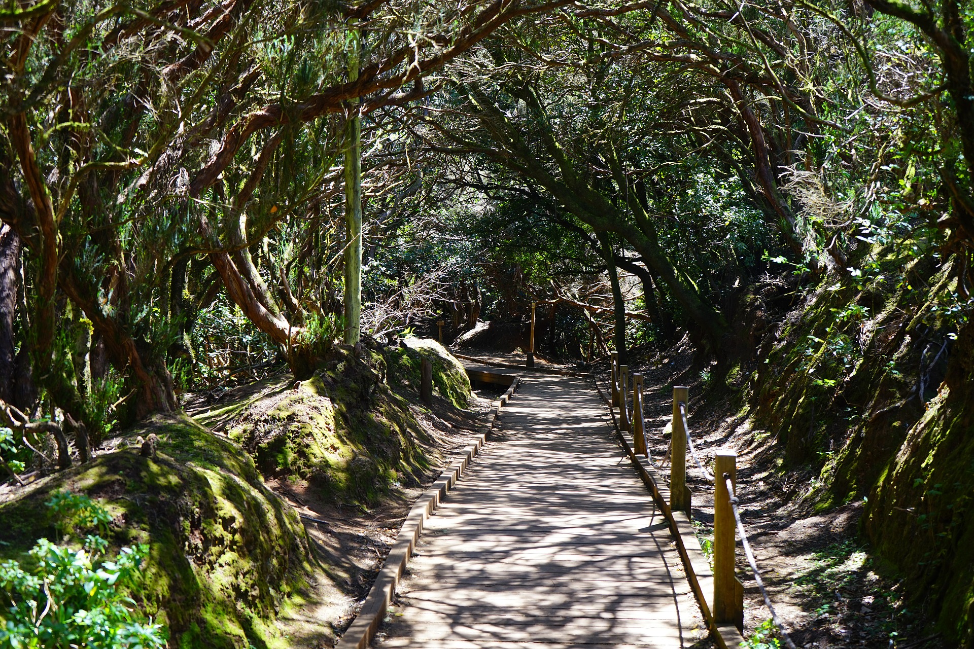 Sendero en el Parque Anaga, en Tenerife