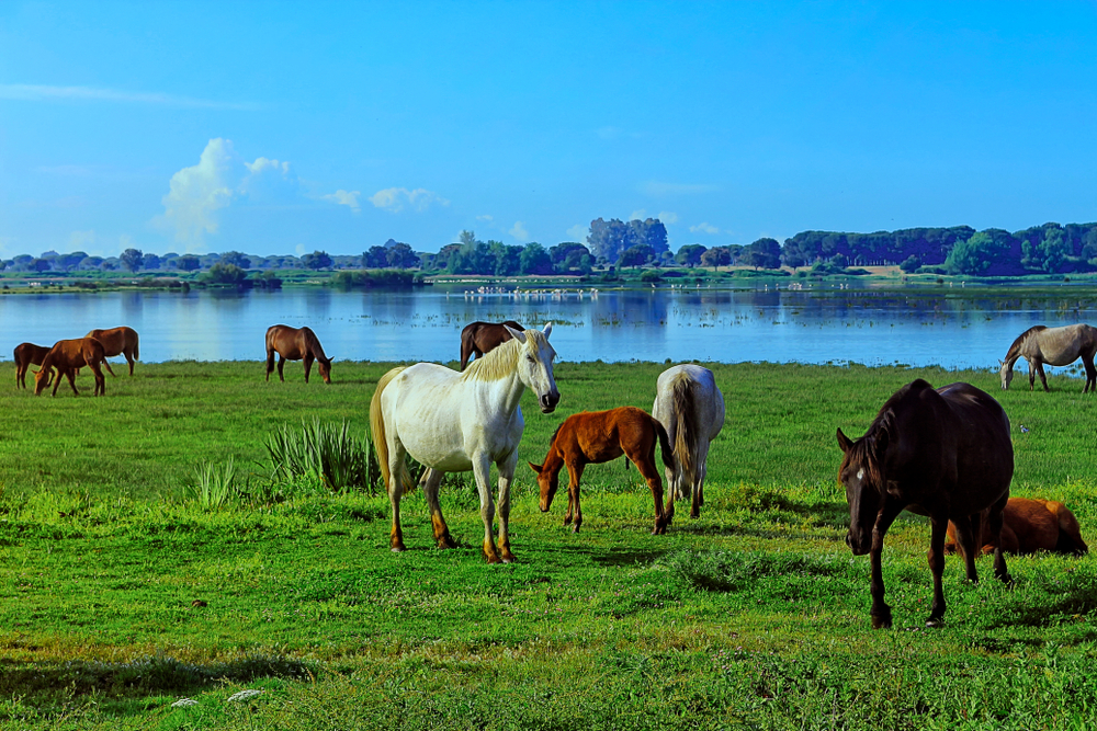 Parque Nacional de Doñana, Sevilla