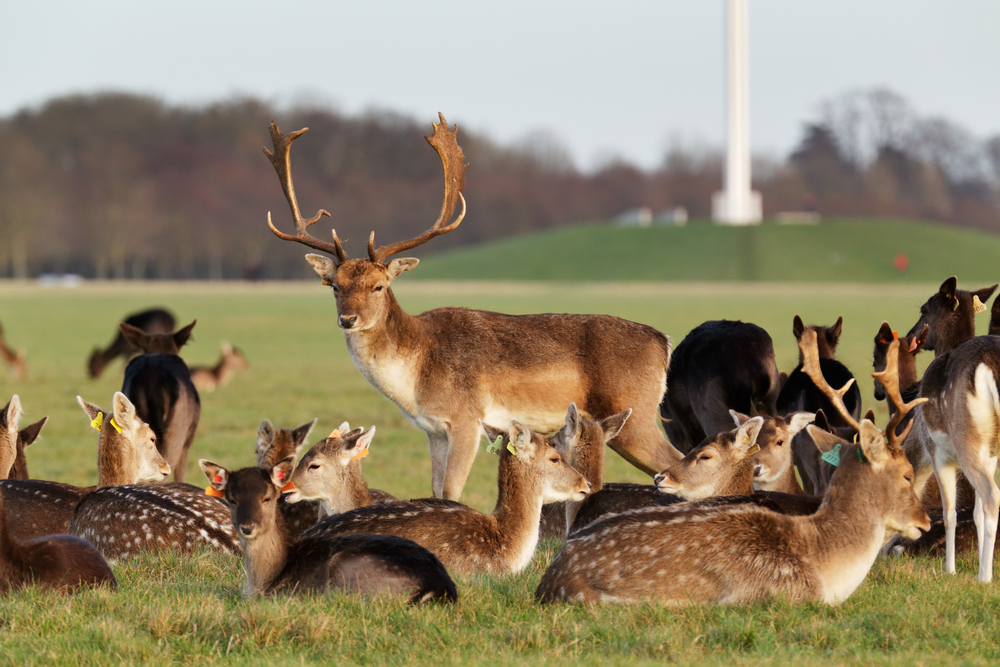 Phoenix Park - Dublín