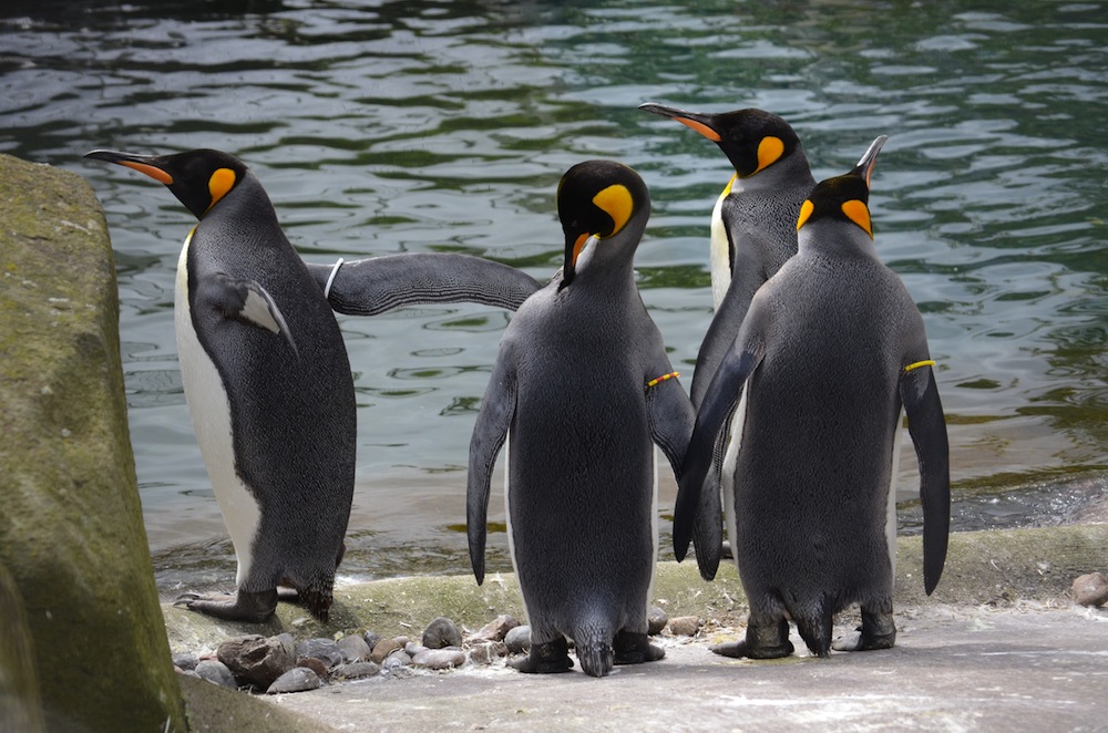 pinguinos zoo