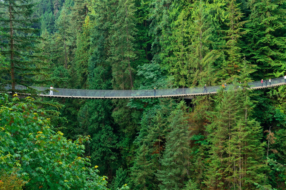 Puente en Suspensión de Capilano