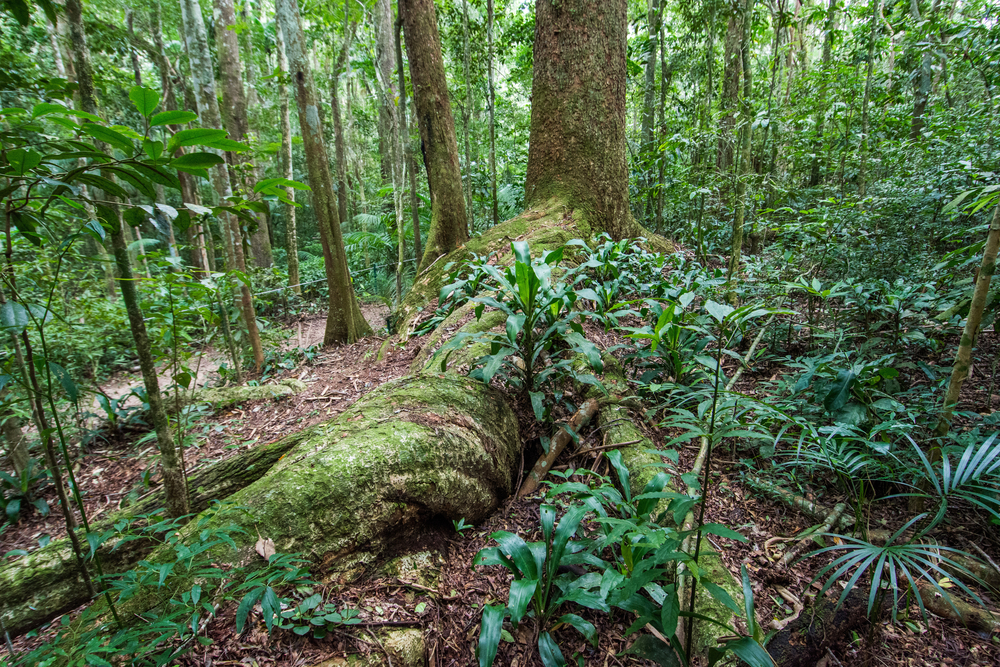 Floresta da Tijuca, en Río de Janeiro