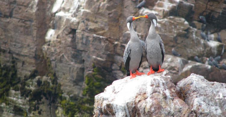 Aves en las islas del Callao