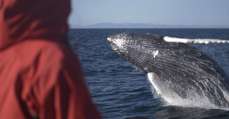 Avistamiento de una ballena jorobada