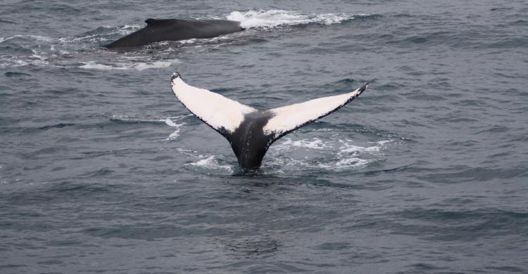 Ballenas en Reikiavik