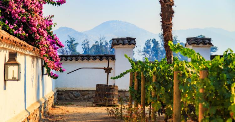 Bodega Valle del Maipo - Chile