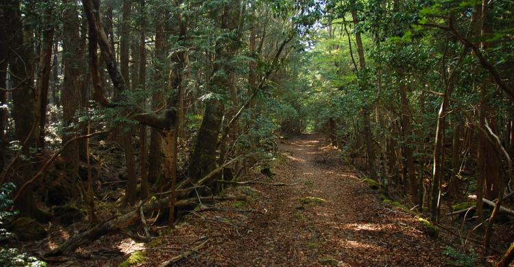 Bosque Aokigahara Jukai