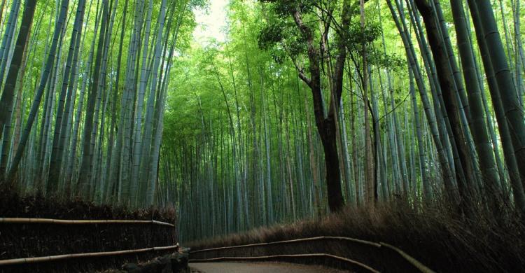 Bosque de Bambú de Arashiyama