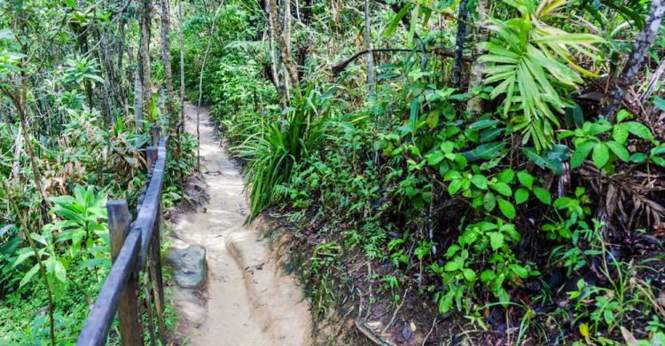 Bosque de Tijuca