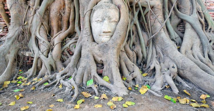 Cabeza de Buda en Wat Mahathat