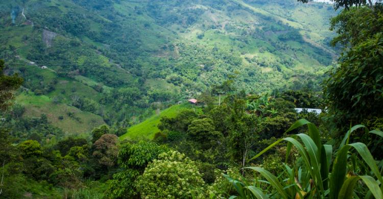 Cafetales en los alrededores de Bogotá