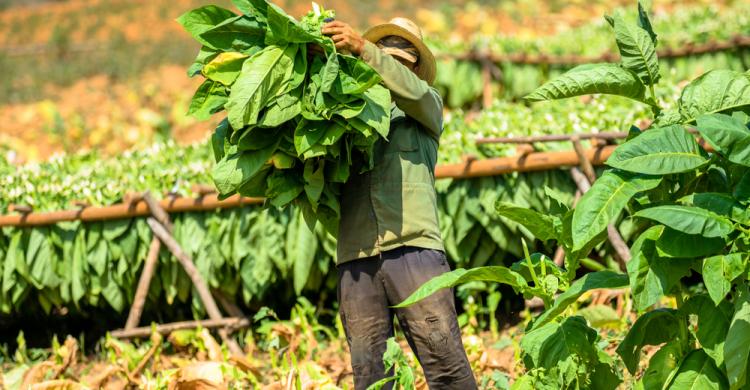 Campesino del tabaco en el Valle de Viñales