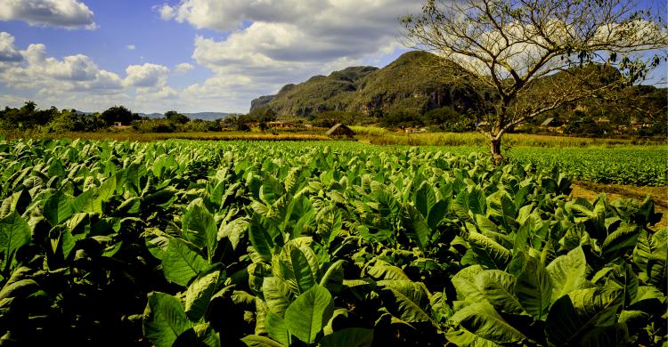 Campos de tabaco en Viñales