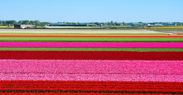 Campos de tulipanes cerca de Keukenhof