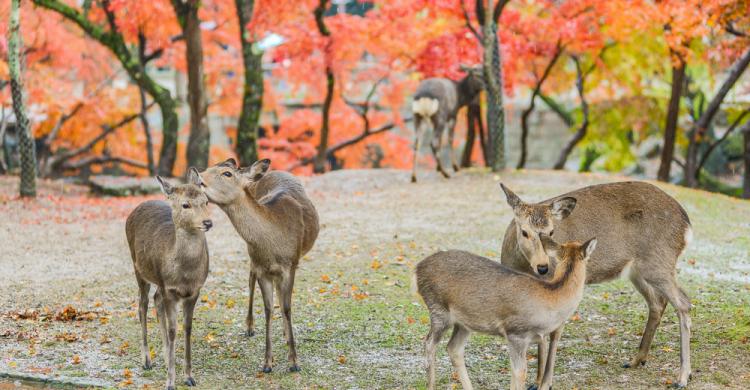 Ciervos Sika en el Parque de Nara