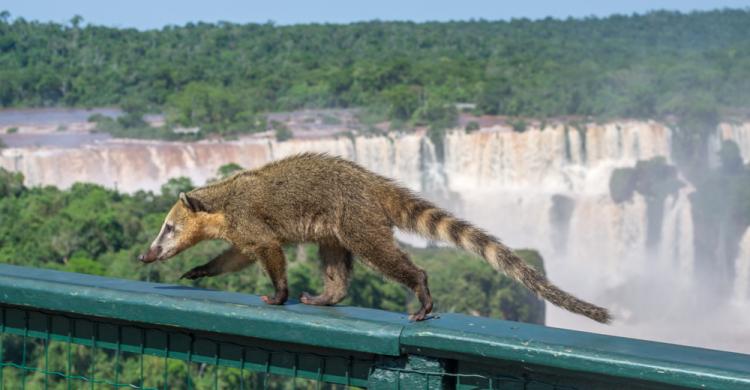 Los coatís son parte de la fauna típica de las Cataratas del Iguazú